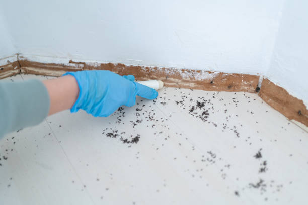 Best Local Pest Control Services  in Cherryville, PA